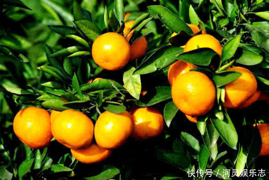 橙子|多吃以下几种水果，能清热润肺、缓解便秘，效果显著