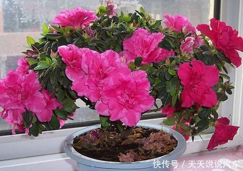 栀子花|公认难养的2种花,改变养殖方法,养得久开花美,5分钟学会!