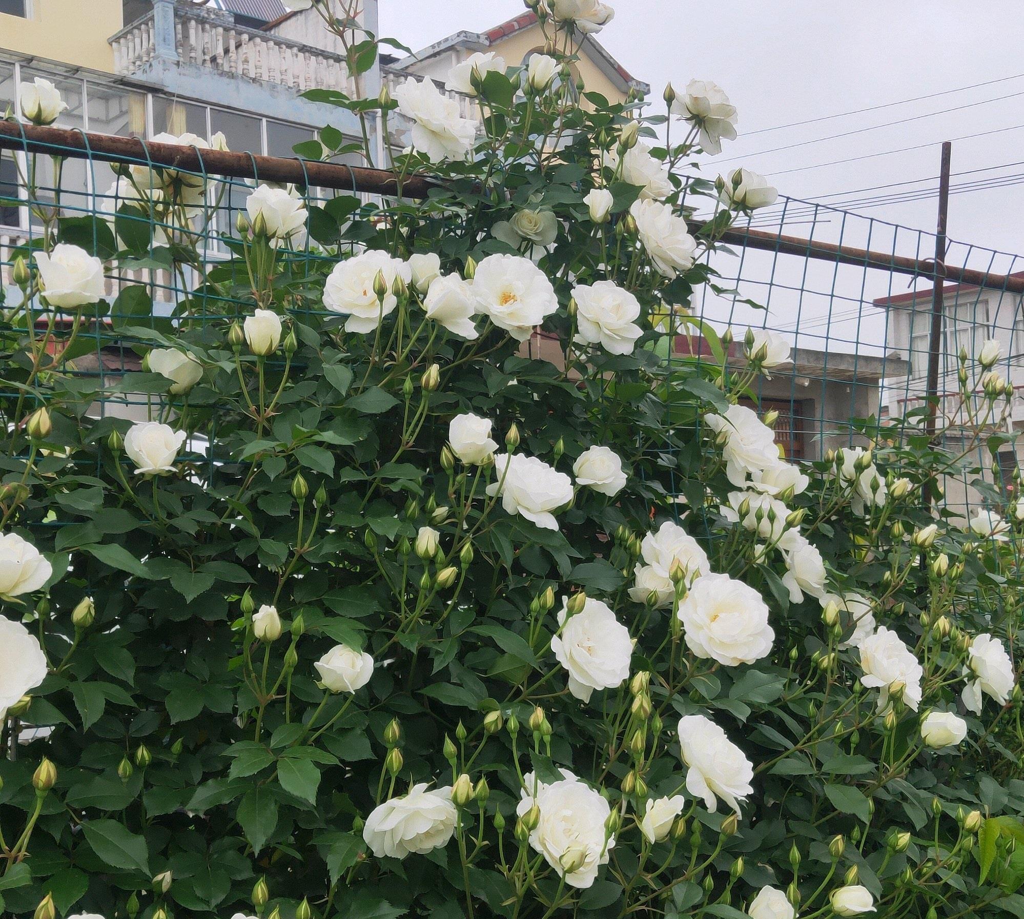 月季花|阳台也能养的藤本月季，丰花勤花，能给你一面美丽花墙