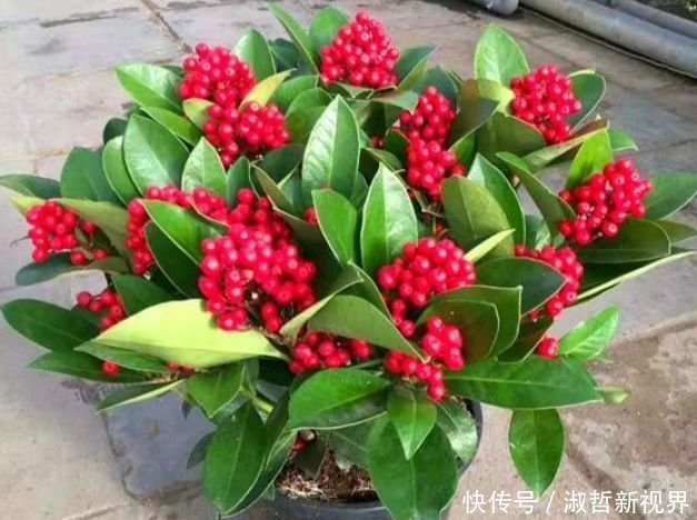 家里要养4种花,开花吉祥又喜庆,比牡丹还美,年年开花美翻