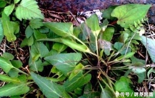 農村|農村這種常見的野草,能清熱解毒,涼血消腫,清肝明目,你認識嗎