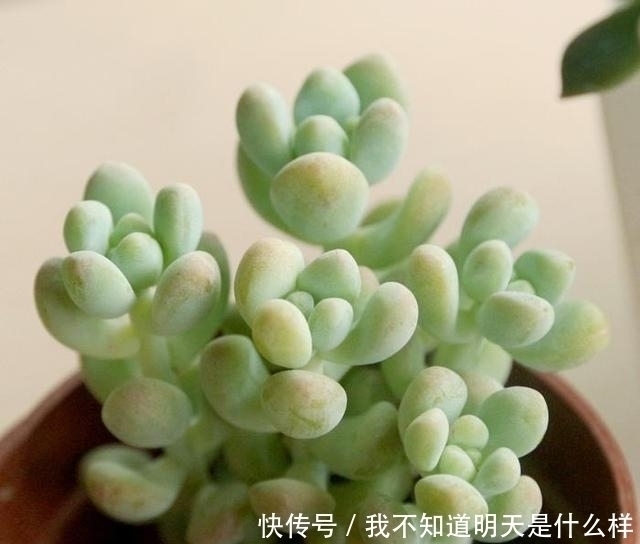 无痕|3款“爱哭鼻子”的多肉植物,名字很凄美,出了状态确让人很陶醉