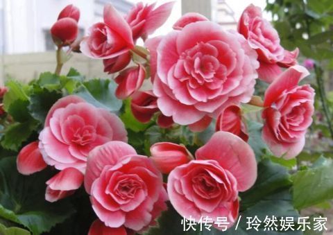 这9种花冬天别喷水,否则烂根烂叶,后悔都来不及!