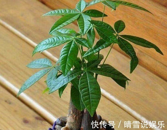 这9种花,特别适合新手养,越不浇水越爆盆,总有一款适合你!