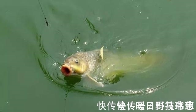 鱼漂|有口提竿空口无鱼，这三个招数，空竿马上变实口