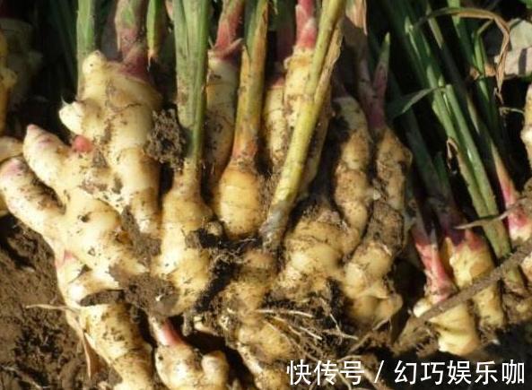 怕生姜涨价？年年如此栽种一盆，开花能驱蚊蝇，结果多到吃不完