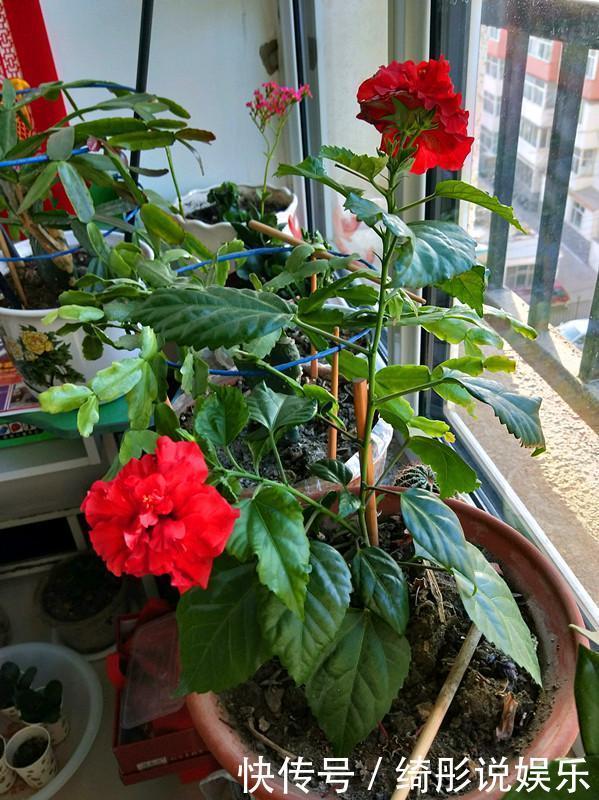 绿萝|别再养绿萝多肉了,这种盆栽,四季开花,漂亮喜庆,还非常好养