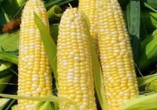 黄曲霉菌|让人倒下的不是病,而是无知吃玉米有3个禁忌,很多人不知道