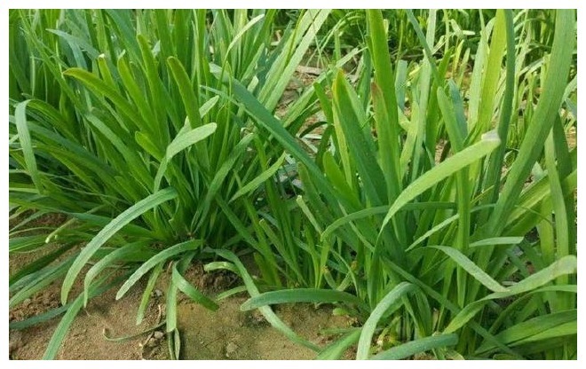 农家小院最受欢迎的几种蔬菜，随吃随取，你最喜欢吃那个