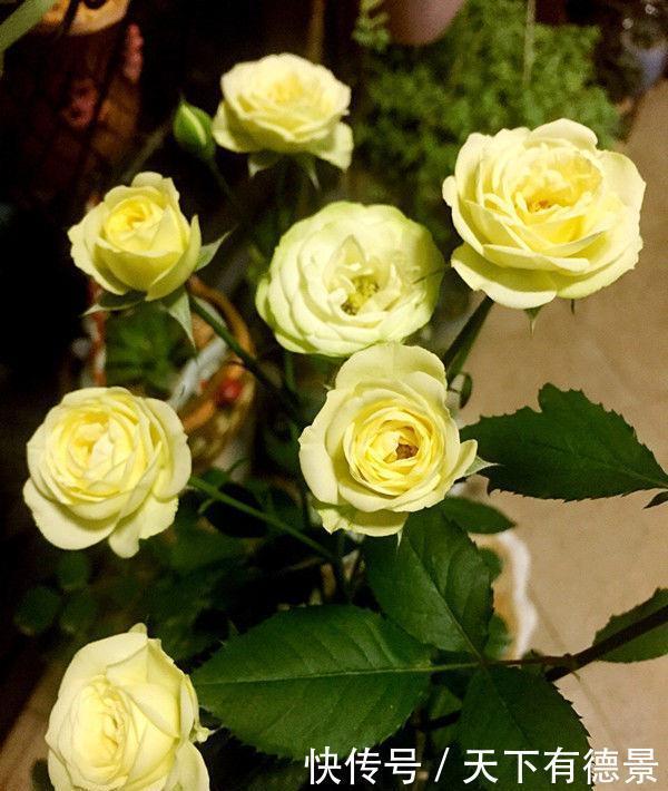 牡丹|家里要养4种花,开花吉祥又喜庆,比牡丹美,比绿萝好养!