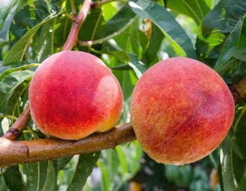 营养成分|夏季可以说是吃桃子的季节了,桃子营养非常丰富