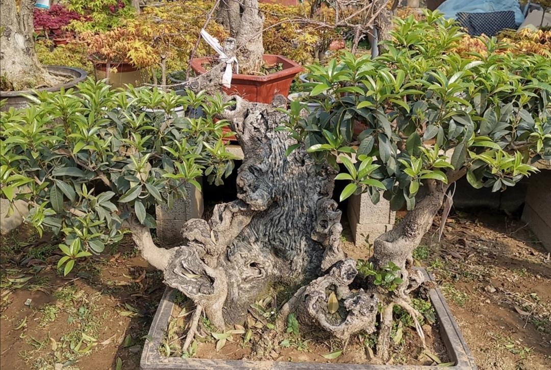 桂花开始发芽,做好4件事,长得枝叶繁茂,花期开花更多