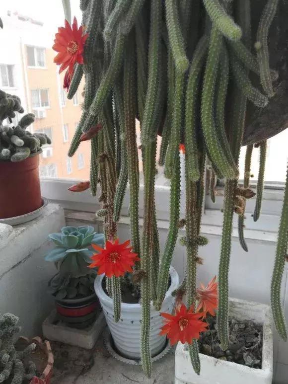 5种多肉“养不死”,1个月不浇水照样爆盆,5年养出“大老桩”