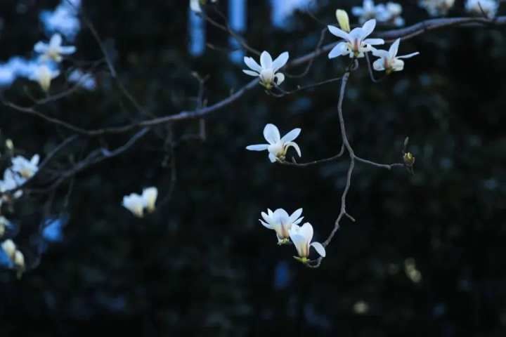 老年|杭州最全玉兰花赏花地图来了 最美玉兰大道原来在这