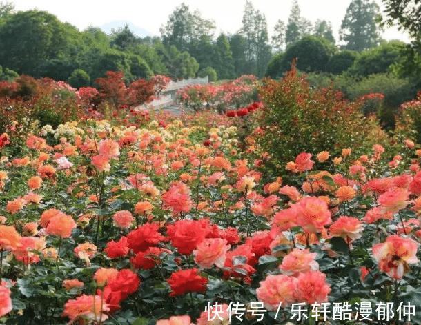 身边人|半个月后,4个星座,找回梦想,重拾自信,工作顺利,家庭美满