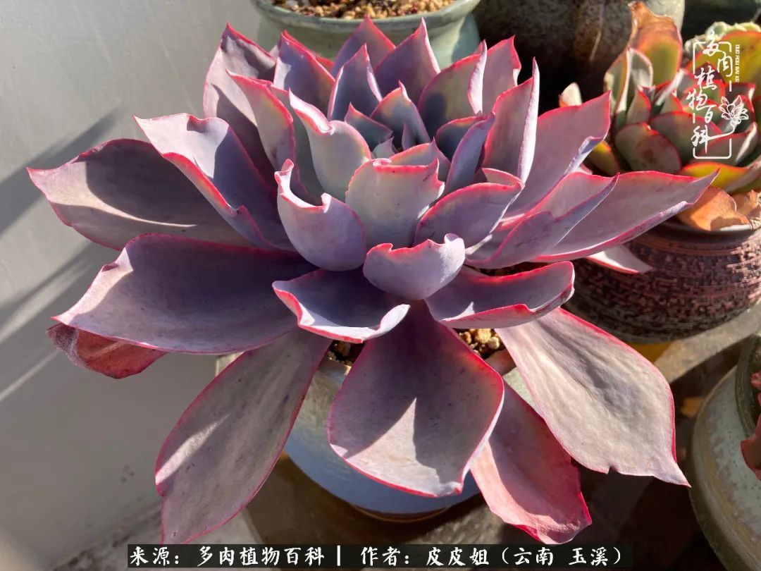 秋黄|柴米油盐的日子,养几盆多肉吧,为生活添几抹色彩!