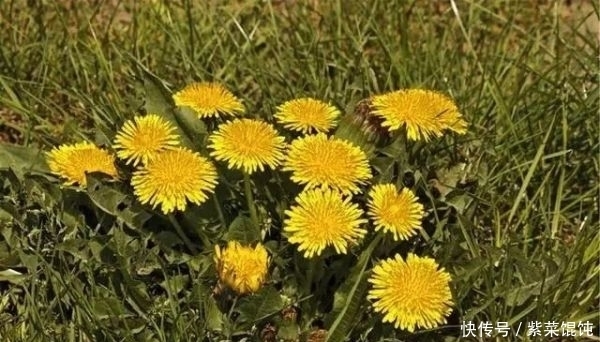 蒲公英，被称为“药草皇后”，请记住“6功效、7搭配、8禁忌”