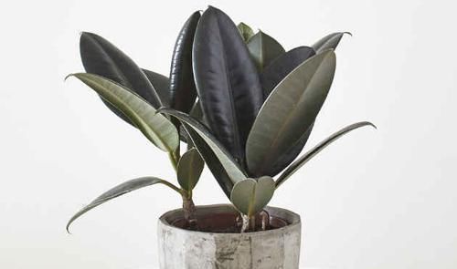 啤酒|4种花是花中“酒鬼”,每月喝两杯,根壮叶肥厚,还能多开花