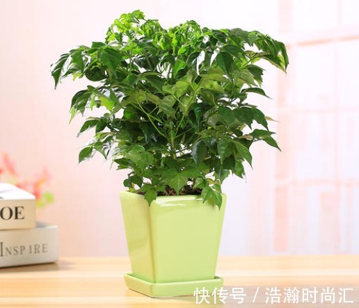 4种“有钱”的花,越养越有钱,家家必备,鲜花开花时间任你选