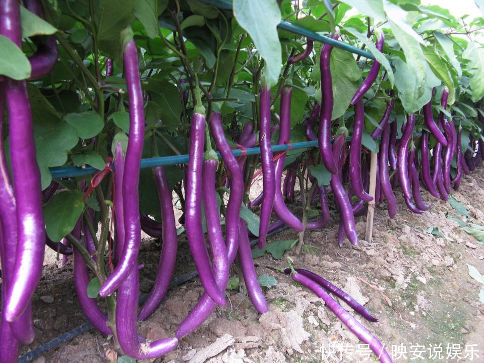 维生素p|立秋后,茄子和此物同食,对身体十分有益,却有很多人不清楚!