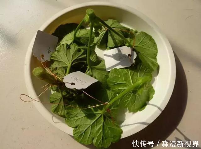 矿泉水瓶|扦插加个小药片,成活率翻番,新手也能做得好!