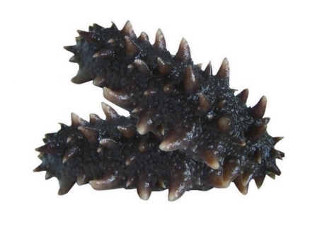 入味法|海参怎么做才能入味?