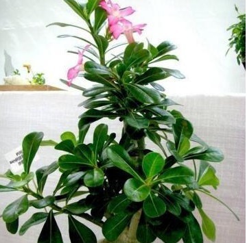 养花就养这“2种”，一月不浇水也能“长”，关键是还能“开花”