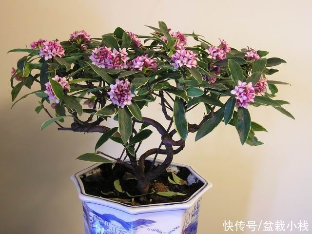 叶子镶金边,花朵有浓香,说的是什么花?你认识吗?