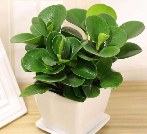 再忙也要养盆这种花,比绿萝好养,比发财树漂亮,还能防辐射