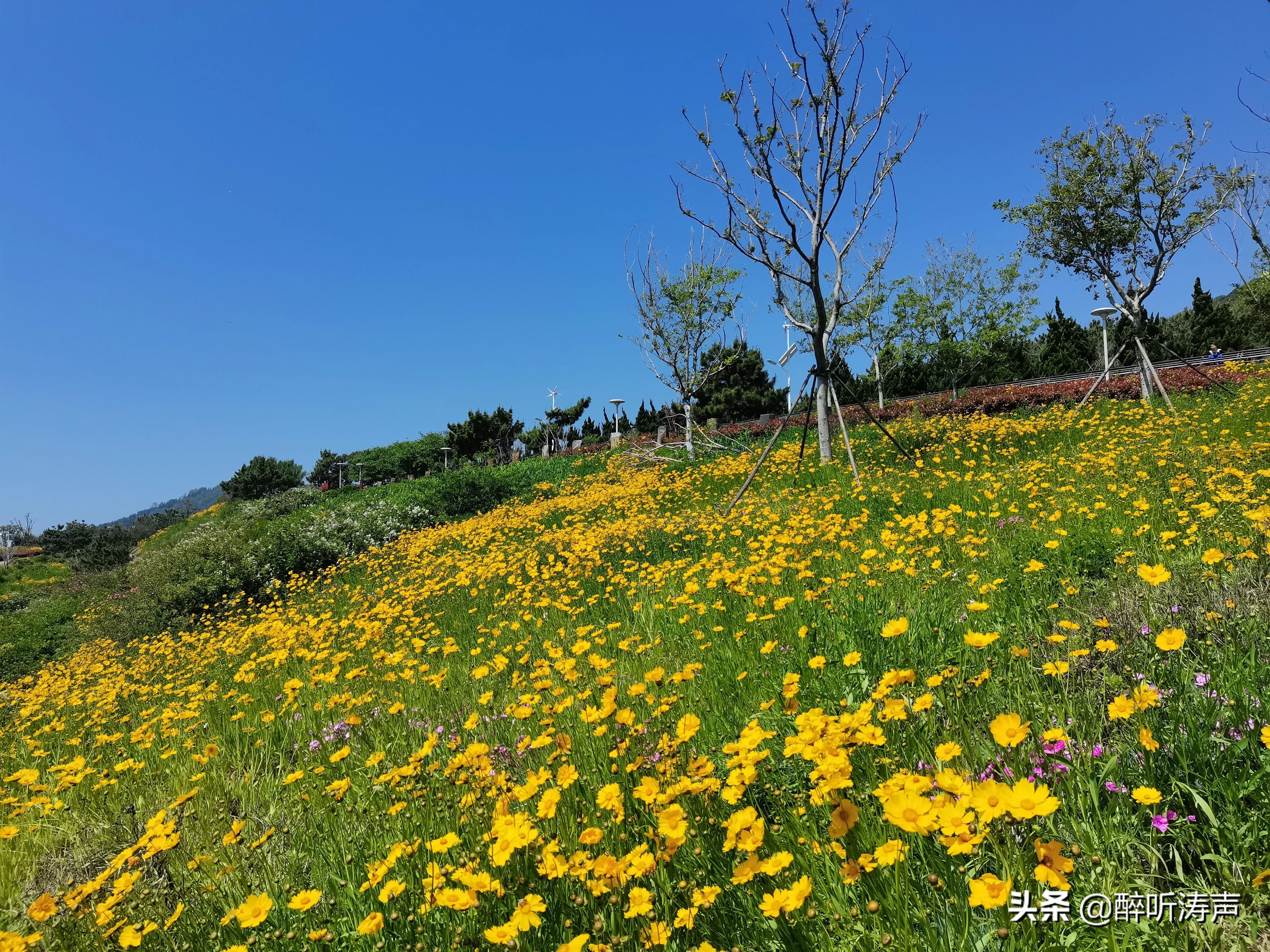 难以形容|天蓝海蓝花海一片片，难以形容的东环岛路之美