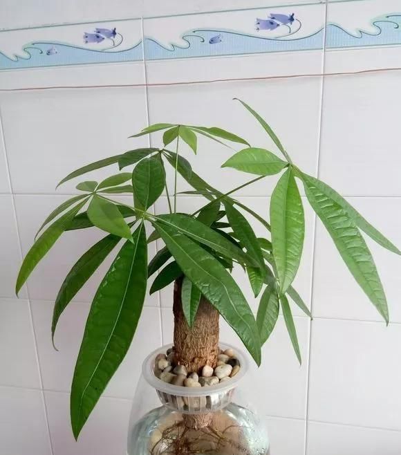 这3种花养不好,赶紧扔水里,越长越来劲