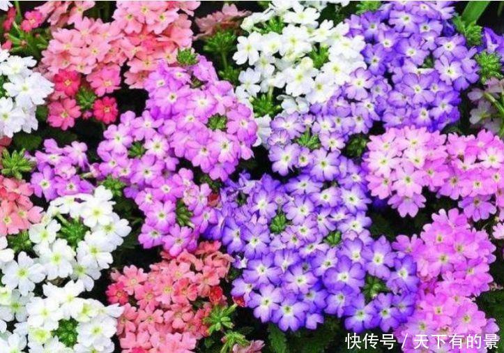 3种花是“大美女”，漂亮有才华，花姿妖娆，四季繁花似锦，美