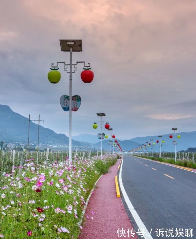 格桑花|嶲州陌上格桑花开，君可静静赏矣。