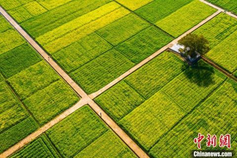 航拍江西多地油菜花陆续绽放 一派春日田园景象