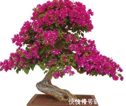 蟹爪兰花|冬季三角梅、蟹爪兰这么养,只要做好几点,叶绿花艳年年爆盆!