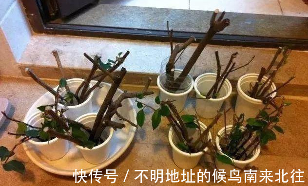 阳台变花园,8种花现在养,半个月就爆满阳台,长的飞快花也多