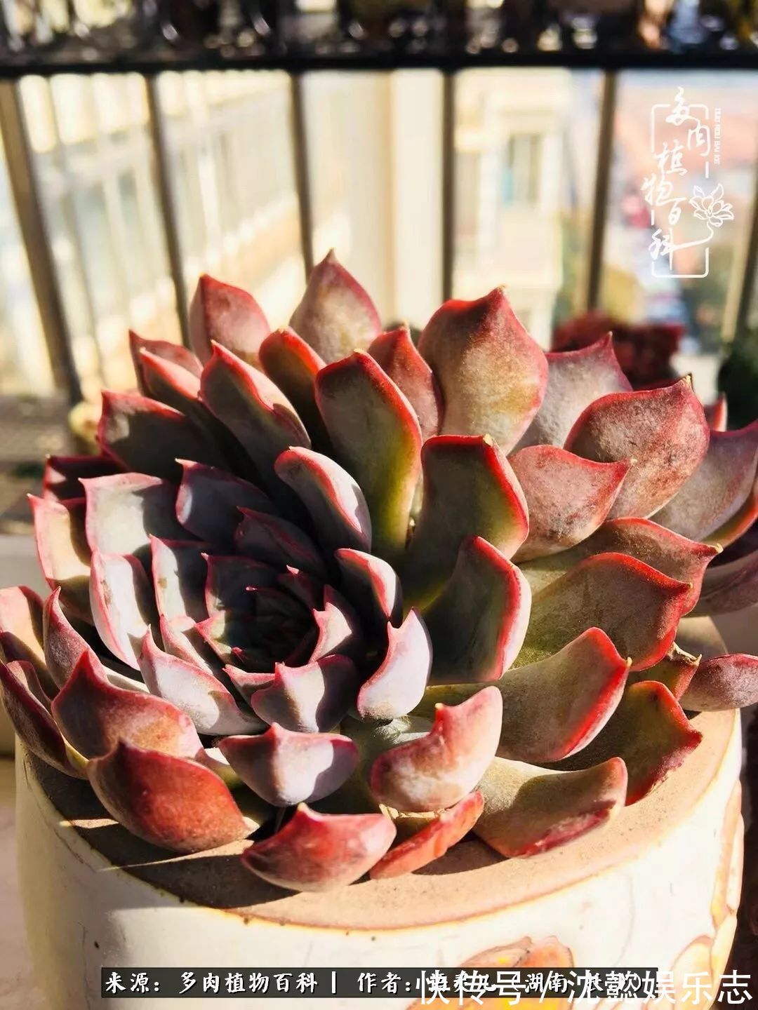 阳台党|邂逅多肉,爱折腾的阳台党,总能收获简单纯粹的快乐!