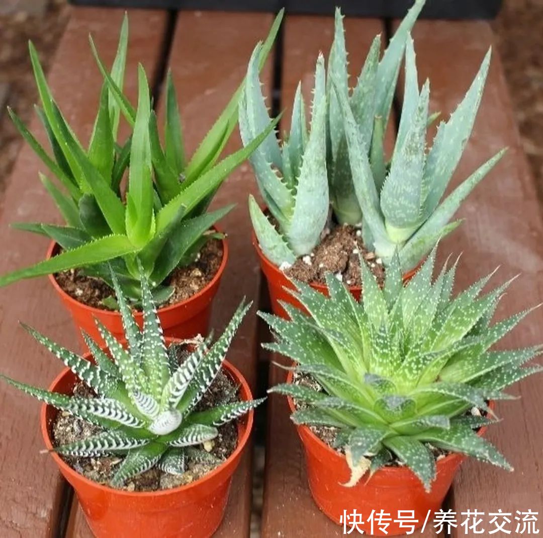 6种很适合养在朝南窗台上的盆栽植物，耐旱耐晒，观赏性都很好