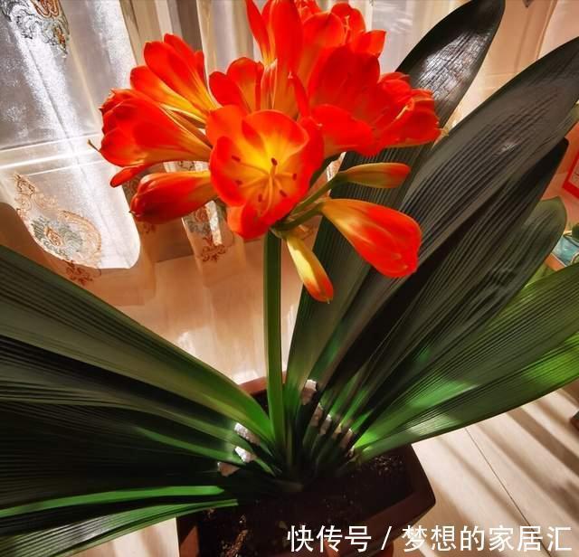 君子兰这样养，不黄叶不烂根，叶绿花艳，开花多