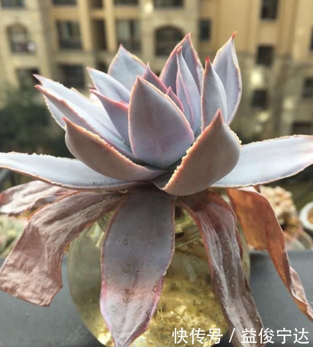 多肉丢水里好度夏,叶子疯狂吸水,几天就变胖了