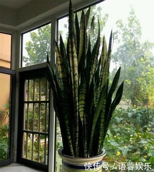 这2种花出了名的“耐旱”,水越少长得越旺,开花绝不含糊