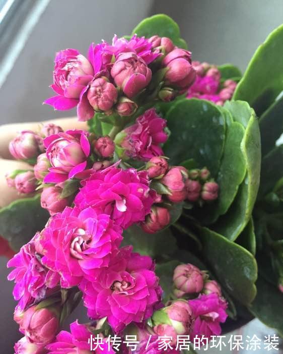 开花|养花修剪小技巧,长寿花蟹爪兰,只需剪一剪,年年开花不断