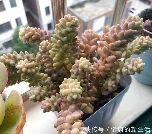 墩子|春天养多肉,半个月就变成“胖墩子”,叶子又肥又圆!