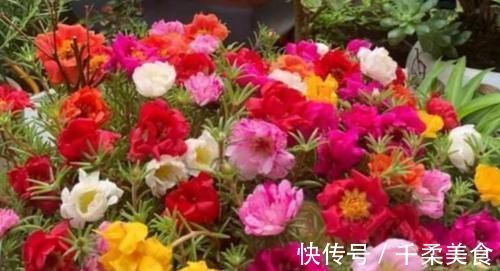 打理|3种花很好养,耐寒易打理,花美色艳,花儿轻松开爆盆