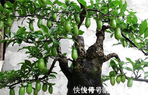 盆栽|有些树比玉树马齿苋更有价值，养成老桩能卖上万元