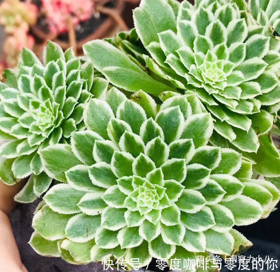 走下神坛的“三多肉”,叶色斑斓“易群生”,不出状态也很仙