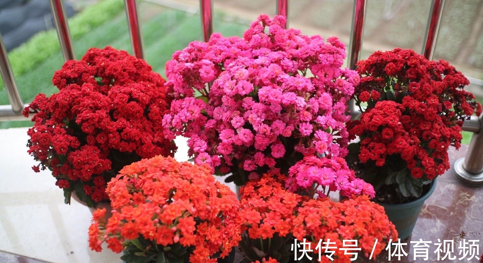 养长寿花不能“懒”,做好4要点,一茬接一茬开不停,尤其是第3点