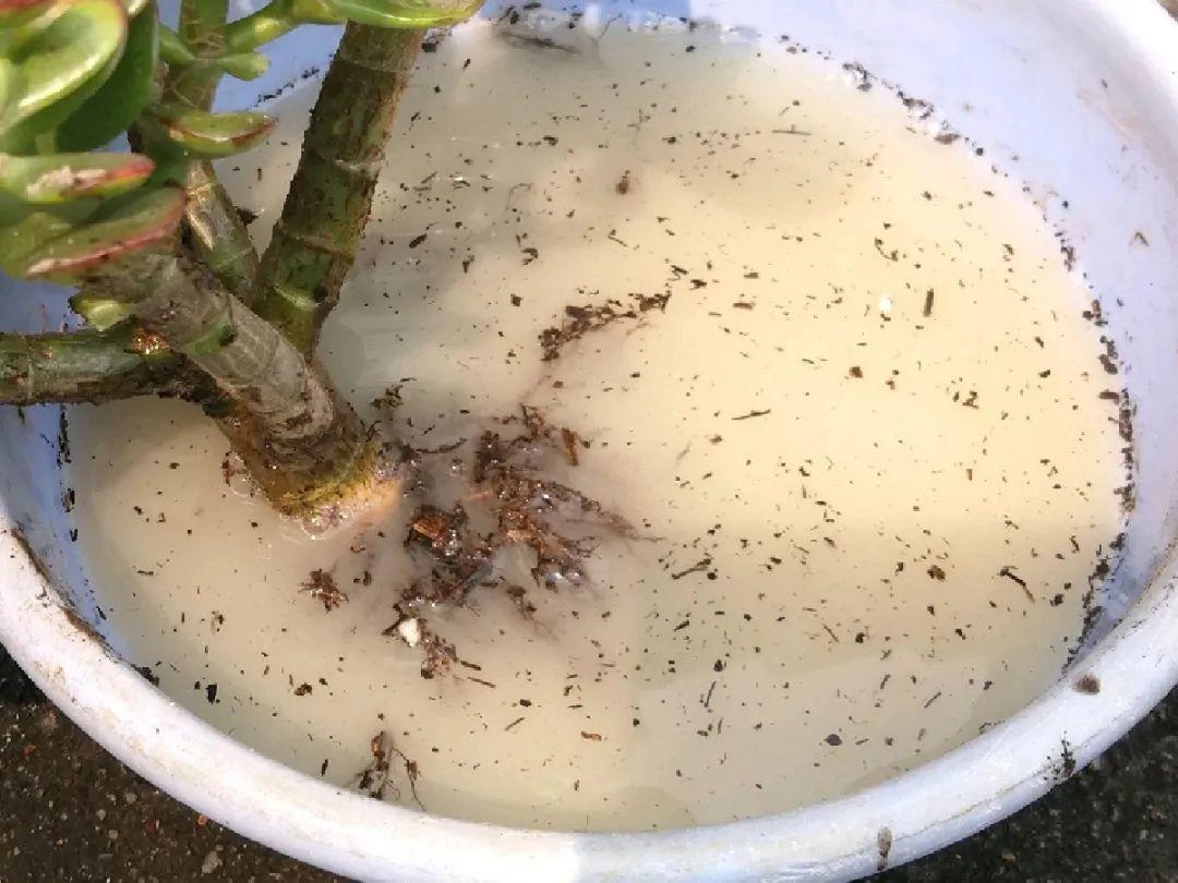 蟹爪兰|长寿花换盆，切忌越换越大，一直用小盆养才好！