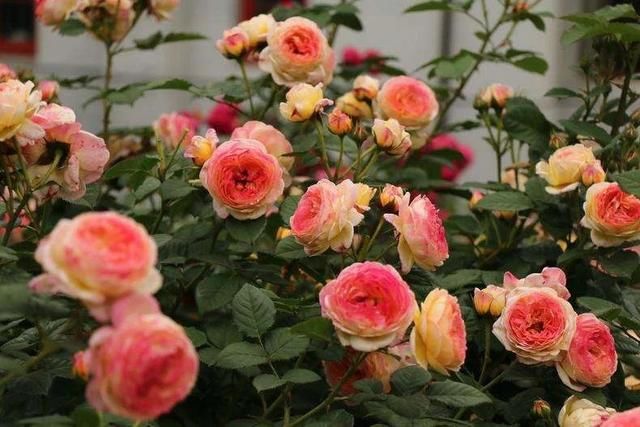 月季枝条有白色小虫卵