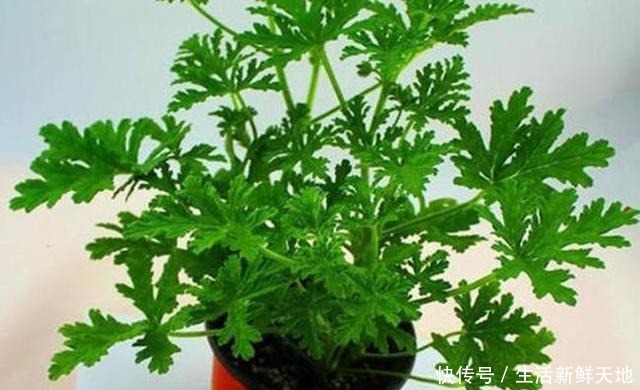 这2种花直接摆在阳台上,避免蚊虫飞进来,过夏无叮咬舒服多了!